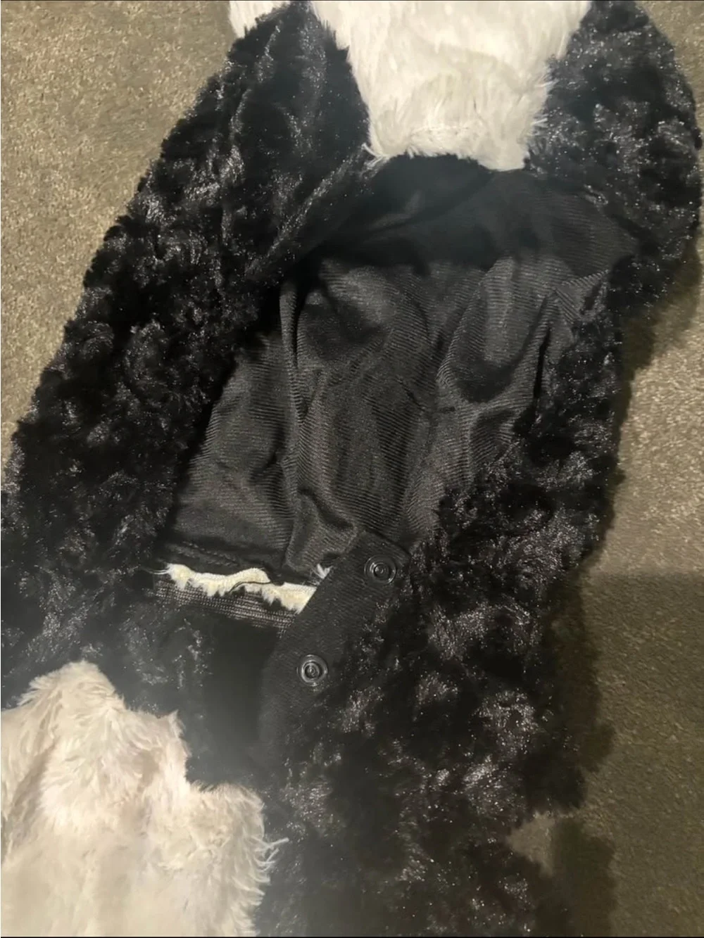 N/A baby skunk